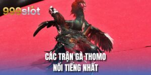 Các Trận Gà Thomo Nổi Tiếng Nhất Tại Thương Hiệu 999SLOT