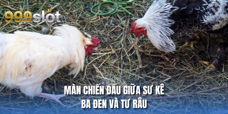 Màn chiến đấu giữa sư kê Ba đen và Tư Râu