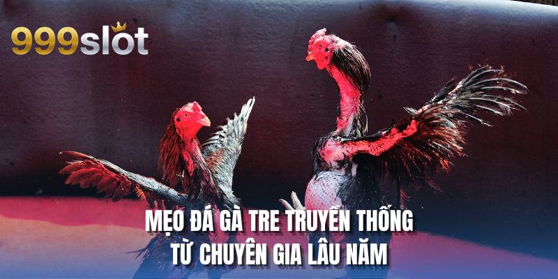 Mẹo đá gà tre truyền thống từ chuyên gia lâu năm
